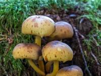 Pilzgruppe und welkes Blatt